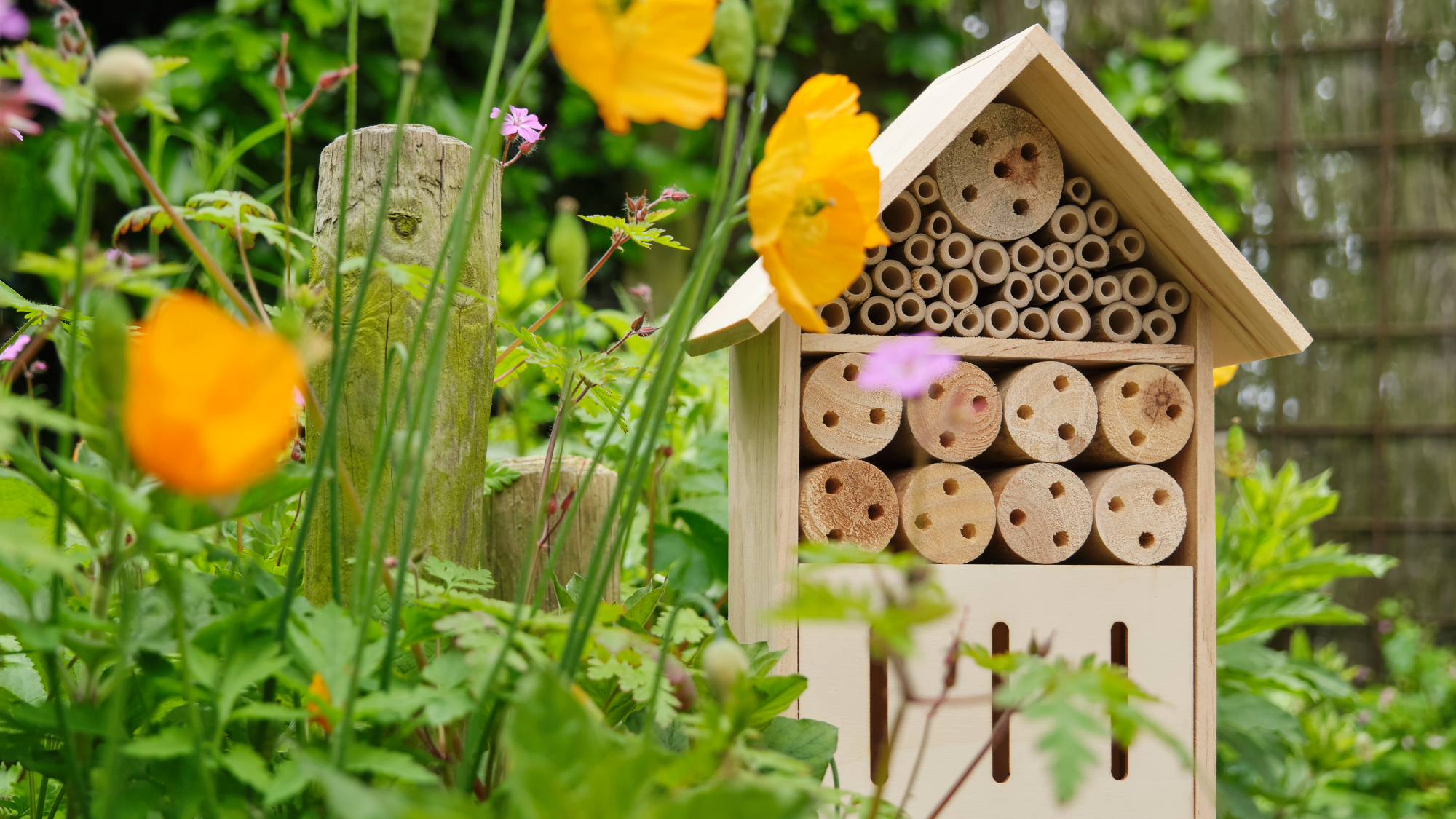bug and bee hotel in garden among flowers for natural pest prevention