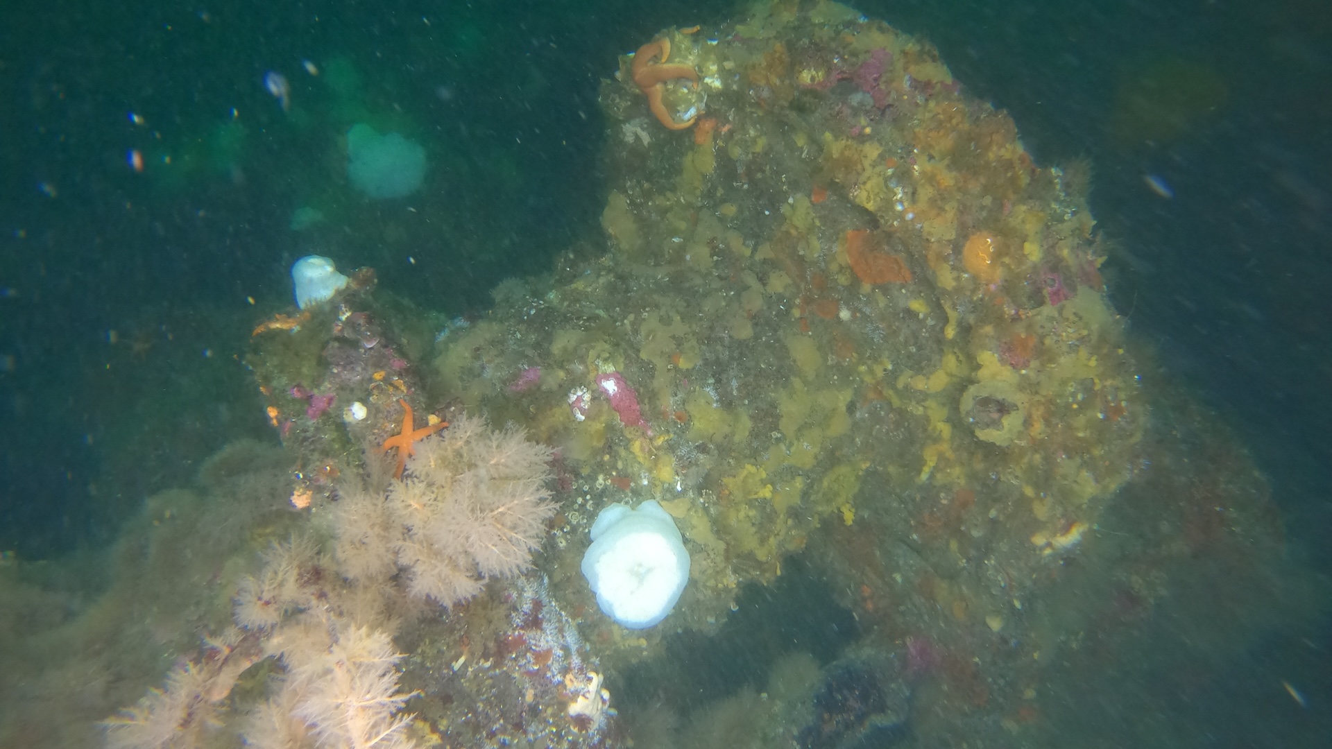 An underwater photo of part of a ship covered in sea life