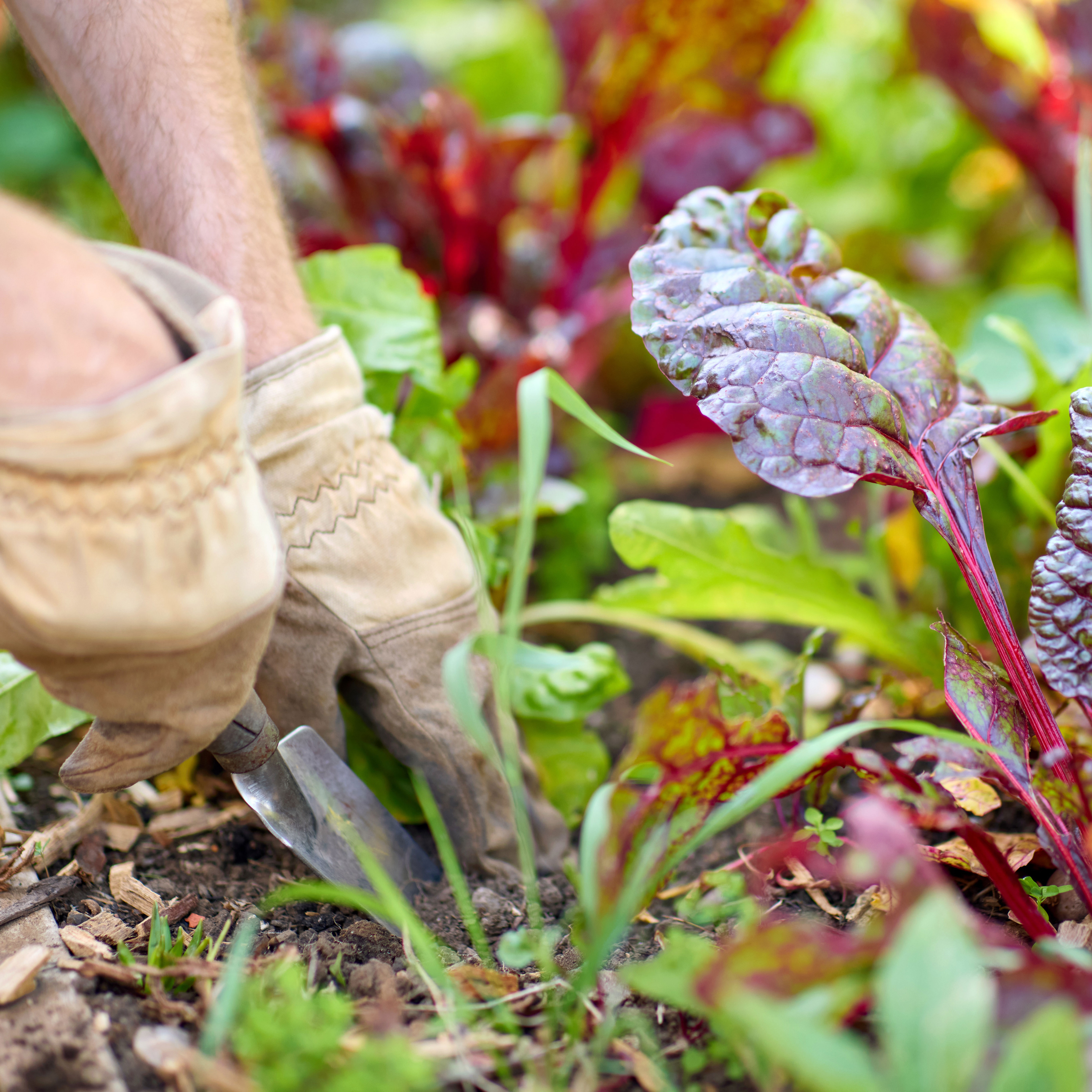 gloved hand weeding in garden near young chard and green leaves