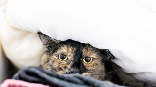 Cat snuggling under the covers