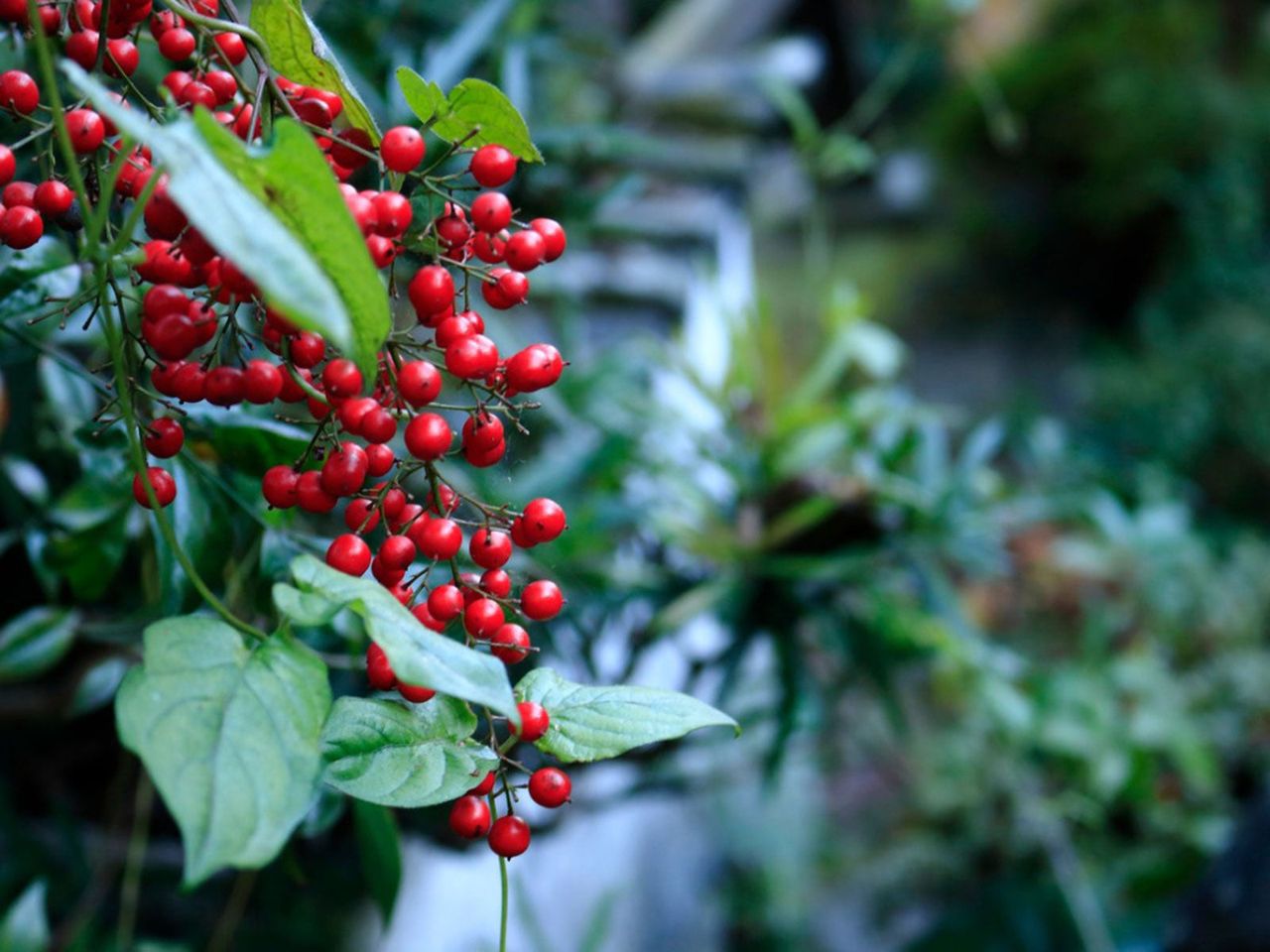 Red Berries On A Heavenly Bamboo Bush