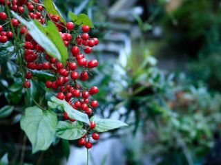 Do Nandina Berries Kill Birds?