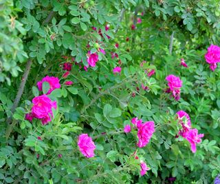 Pink roses in bloom with green foliage