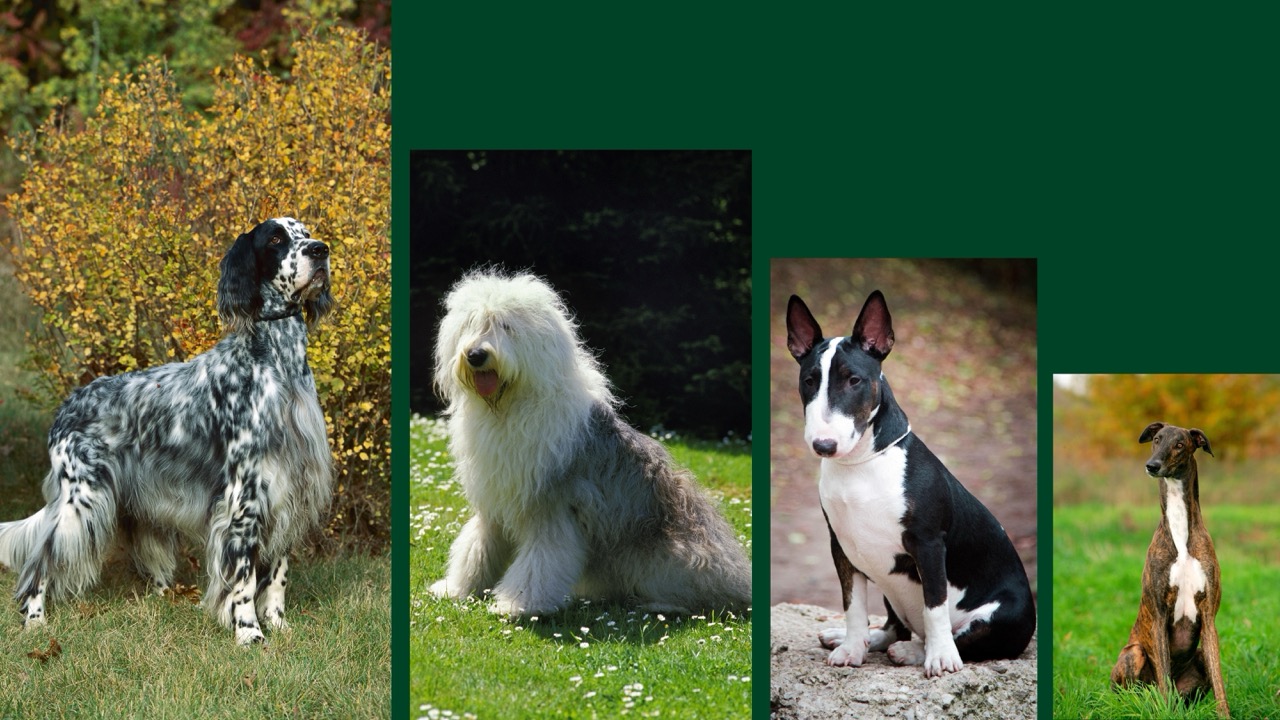 A collage of vulnerable native British and Irish dog breeds against a green background, including an English setter, old English sheepdog, bull terrier and greyhound, each pictured outdoors in natural settings.