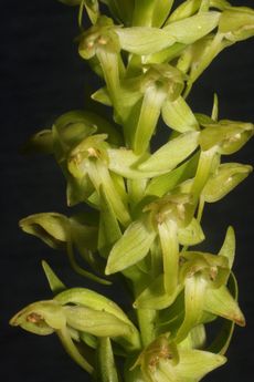 This shows details of the flowers of Hochstetter's Butterfly-orchid, a newly recognized and exceptionally rare orchid recently discovered on the Azorean island of S&atilde;o Jorge.