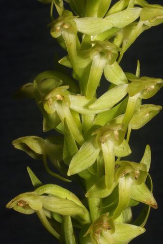 This shows details of the flowers of Hochstetter's Butterfly-orchid, a newly recognized and exceptionally rare orchid recently discovered on the Azorean island of São Jorge.