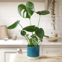 The Monstera | £40 at Bloom &amp; Wild