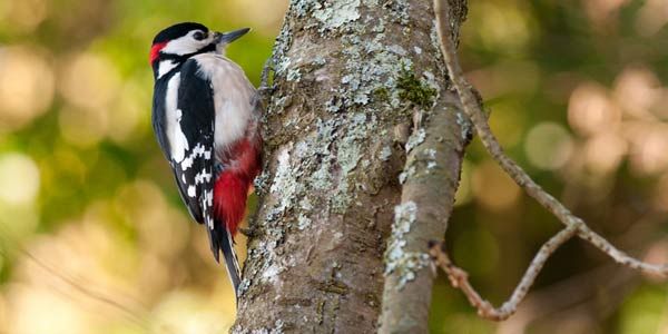Why Don't Woodpeckers Get Headaches? | Live Science