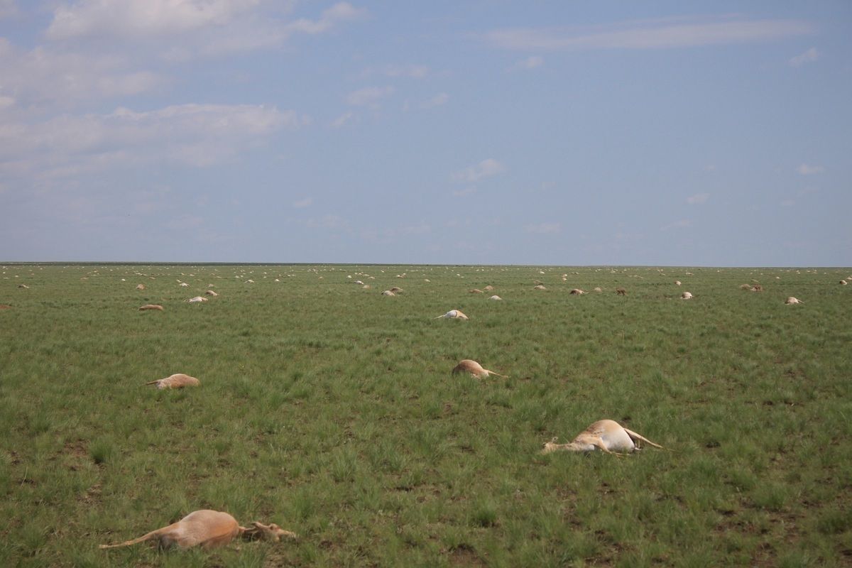 60,000 Antelopes Died in 4 Days — And No One Knows Why | Live Science