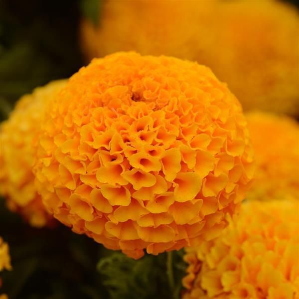 African Marigold - Tagetes Erecta 'sierra Orange'