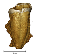 Medieval human tooth