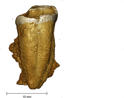 Medieval human tooth