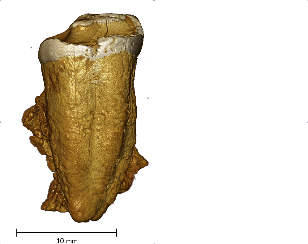 Medieval human tooth