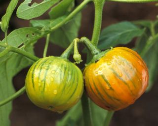 Turkish Orange eggplant fruits ripening on the stem