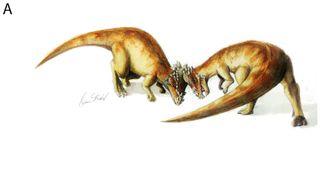 pachycephalosaurs butting heads