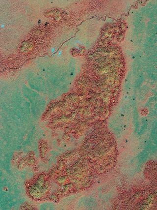 a satellite view of guatemala showing different shades of tree cover to indicate undisturbed and disturbed sites