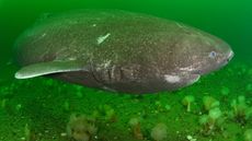 A Greenland shark swimming in the St. Lawrence River estuary in Canada.