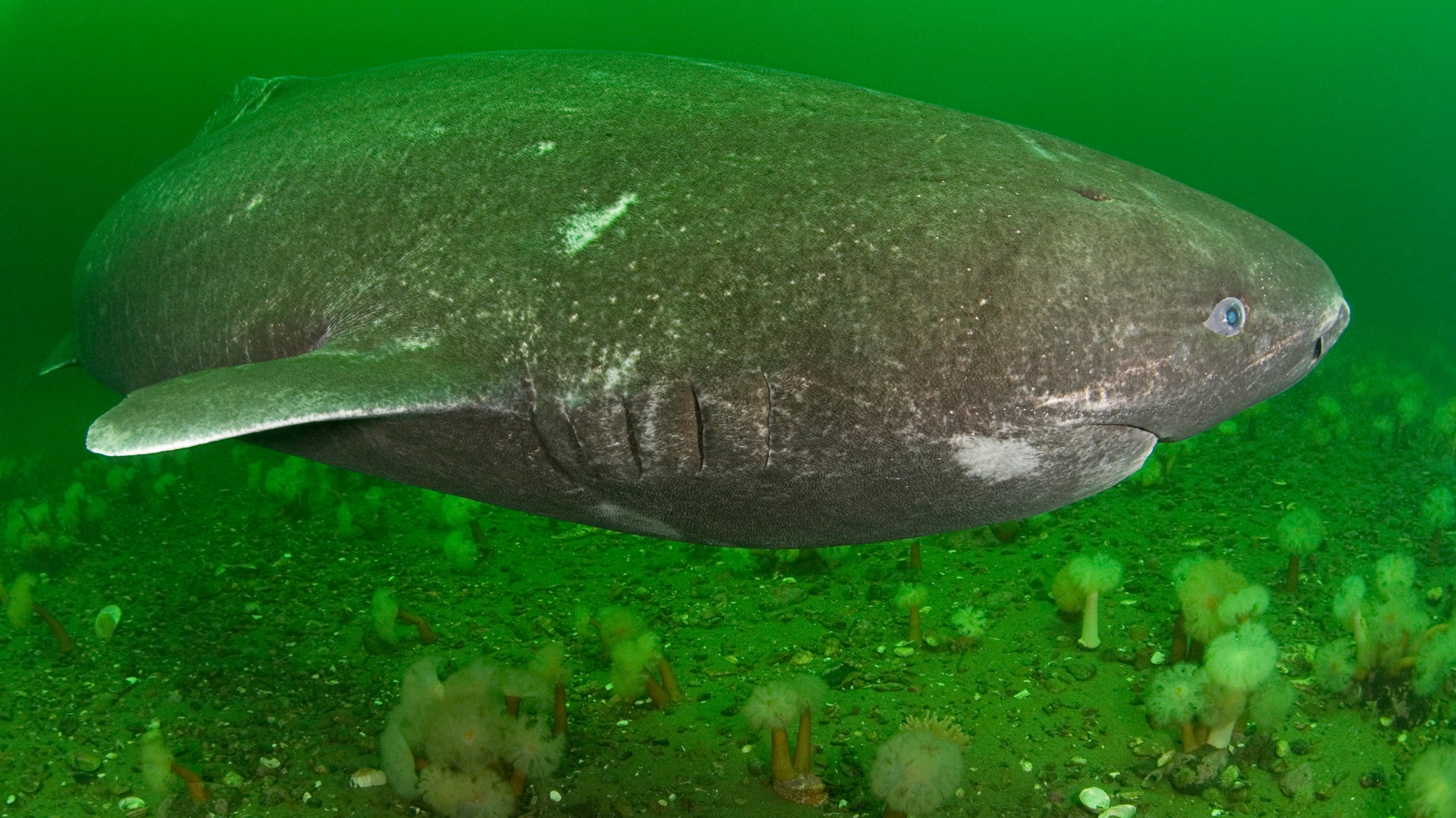 A Greenland shark swimming in the St. Lawrence River estuary in Canada.