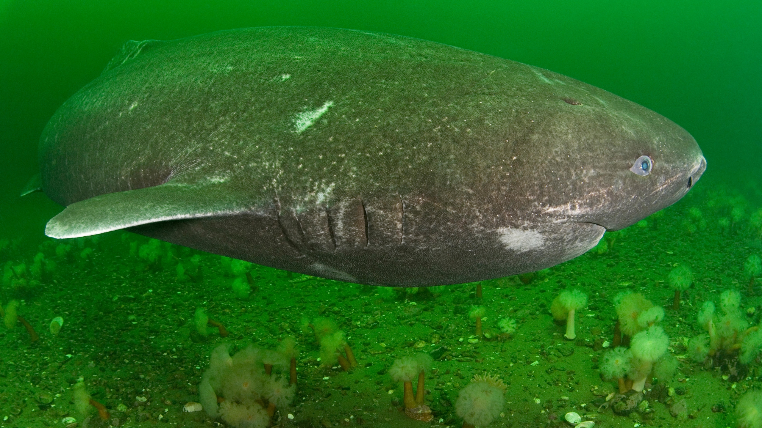 Greenland Shark Mouth