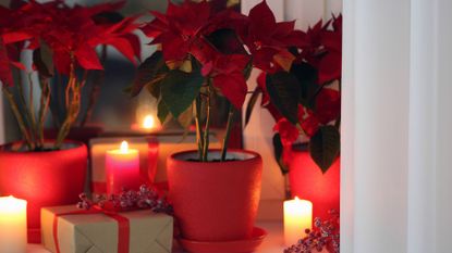 Potted poinsettias, burning candles and festive decor 