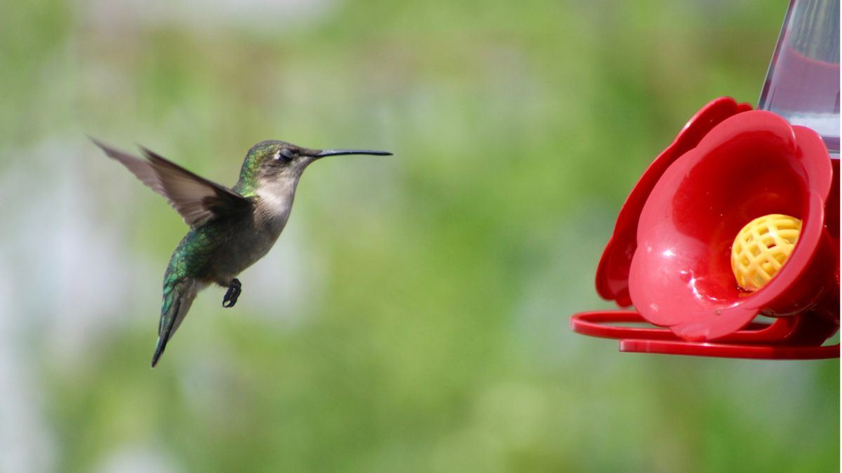 ハチドリの餌台にアリを寄せ付けない方法