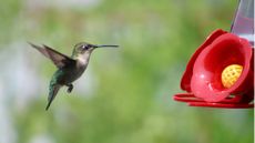 Hummingbird on feeder