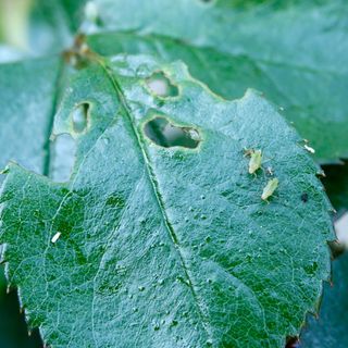 A rose leaf attacked by aphids