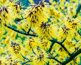 Yellow flowers of witch hazel in bloom