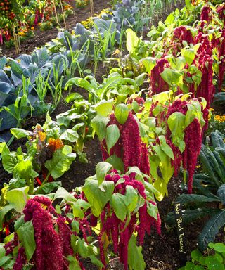 cabbage and kale growing in a potager garden with red amaranthus