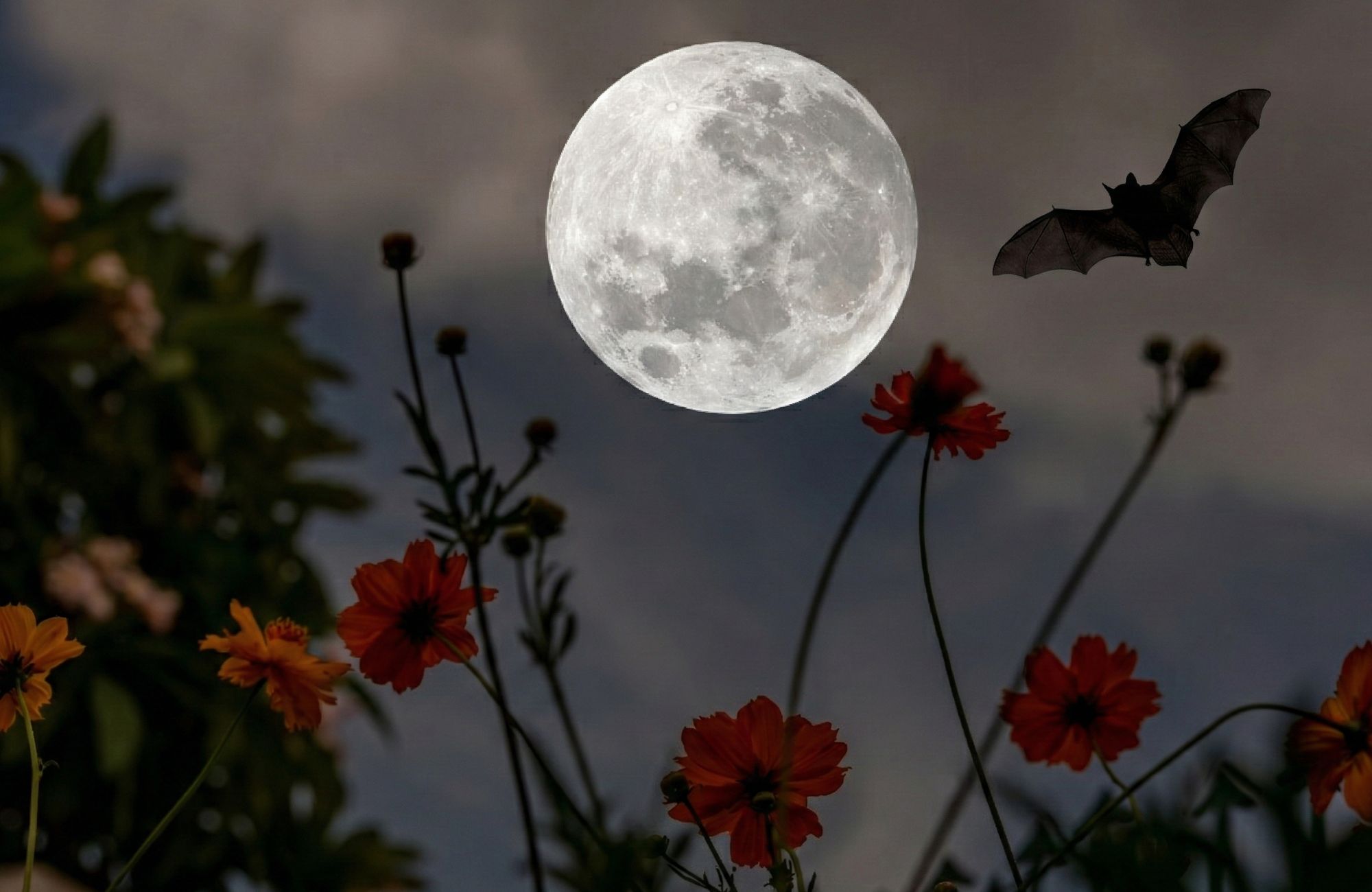 Bat flies against full moon over garden of cosmos (bat added via Gemini 3)