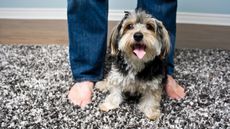 Puppy dog sitting on a plush and shag rug, looking at camera and looking happy to be home with his owner also standing beside him, only owner's bare feet is in the image. For article on how to clean a shag rug.