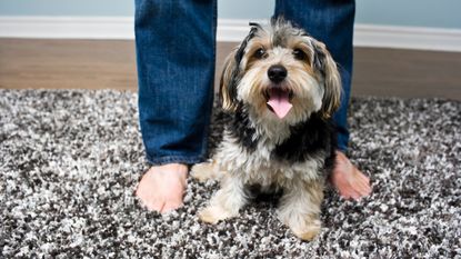 Puppy dog sitting on a plush and shag rug, looking at camera and looking happy to be home with his owner also standing beside him, only owner&#039;s bare feet is in the image. For article on how to clean a shag rug.