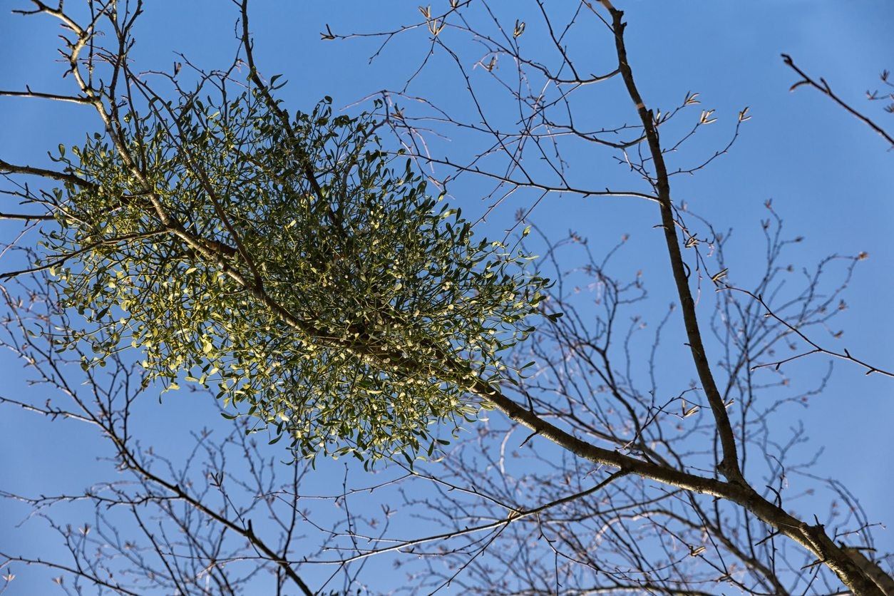 Hemiparasitic Plant In Large Tree