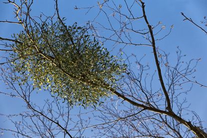 Hemiparasitic Plant In Large Tree