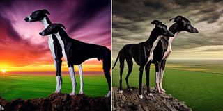 A side by side compilation of two AI generated images created by Bing Image Creators. Both images show two black and white greyhounds facing outwards off a cliff over a wide, green plain. In the left image the skies are orange and purple, in the right image the skies are overcast and moody.