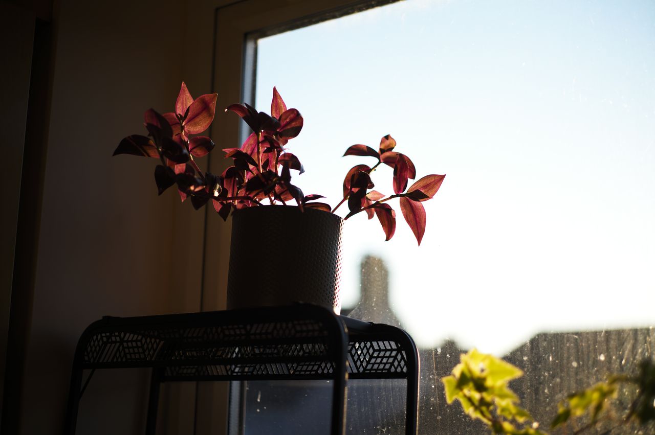 Leica M11-D