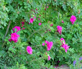 magenta blooms on rugosa rose bush