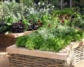 raised bed kitchen garden, M&G Garden, Bunny Guinness, Chelsea Flower Show 2011