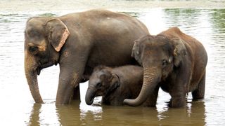 Photo of Asian elephant with two calves