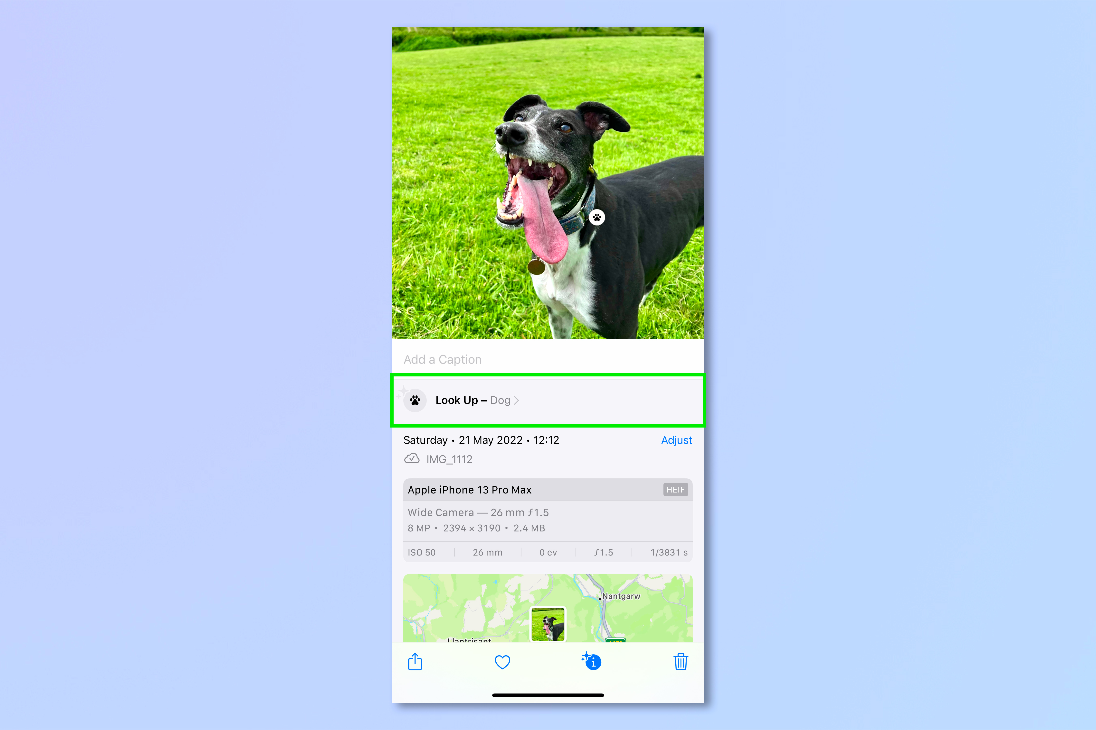 A screenshot showing the steps required to look up any dog on iPhone