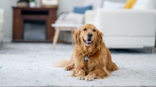 Golden retriever sitting inside an apartment