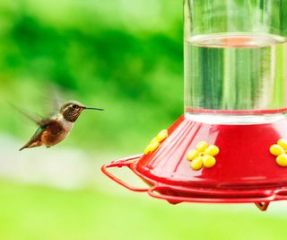 hummingbird and feeder