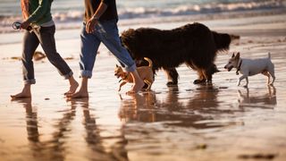 Best dog friendly beaches