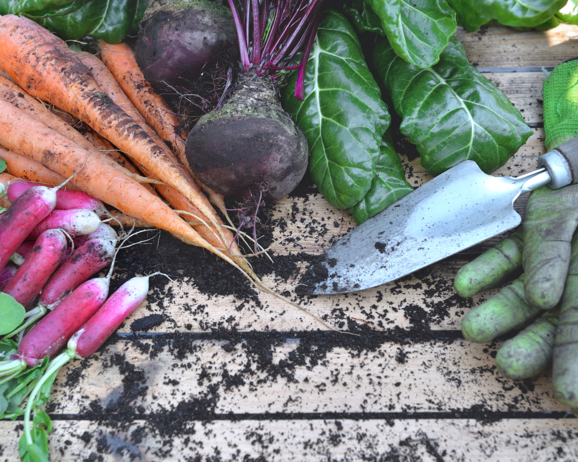 radishes, carrots and beetroot on a garden table with trowel and gardening gloves