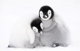 A pair of six-week-old penguin chicks huddle together for warmth in Antarctica - just some of the amazing animals who feature in Dynasties