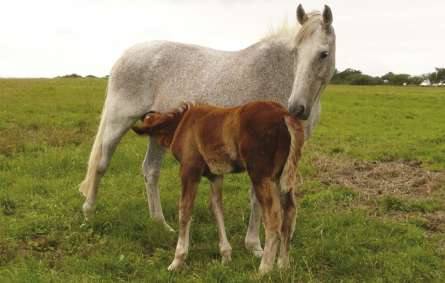 foster-mare-and-foal.jpeg
