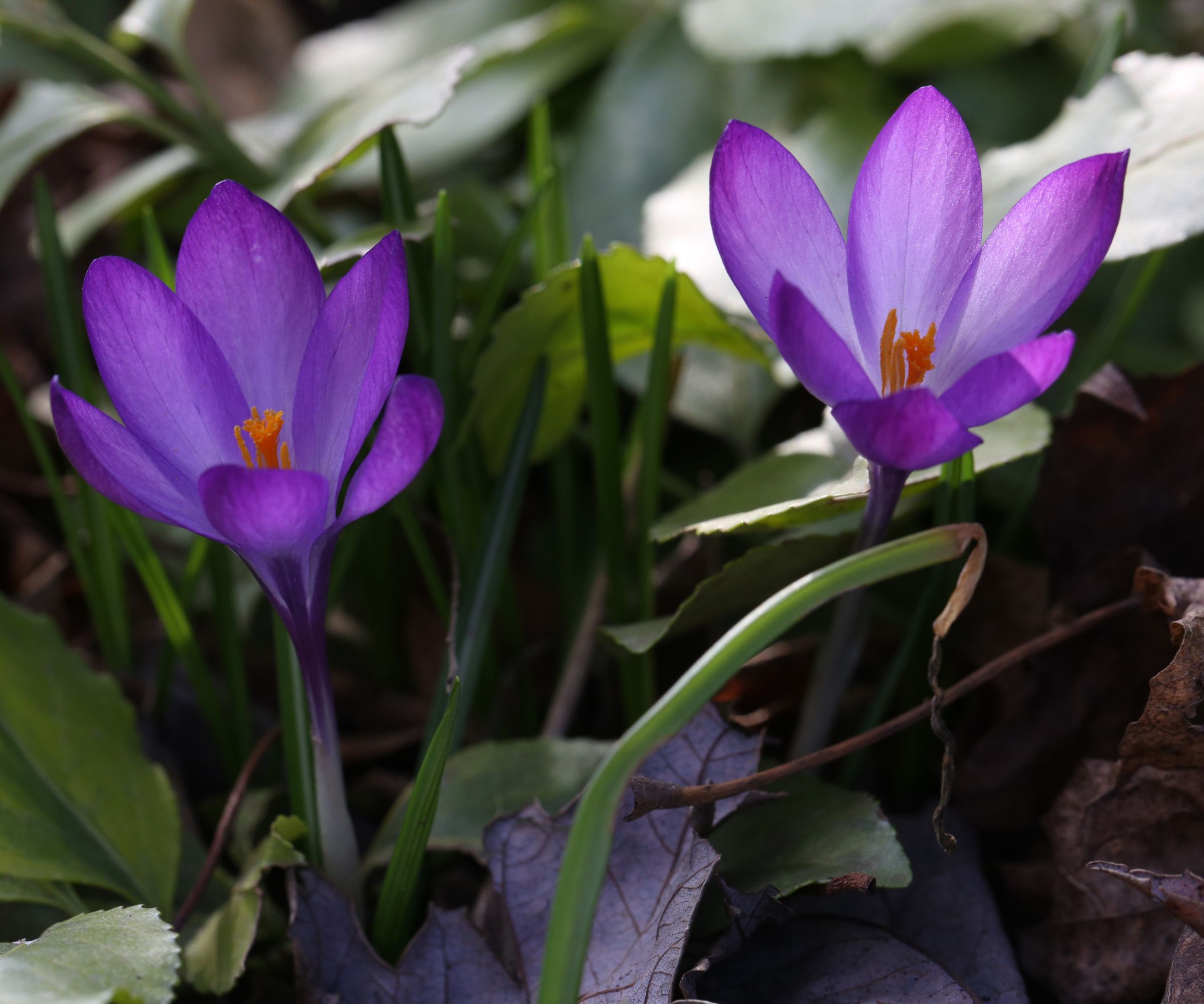 Purple crocus flowers bloom during the spring season in Toronto, Ontario, Canada, on April 14, 2025.