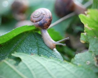 slug on plant