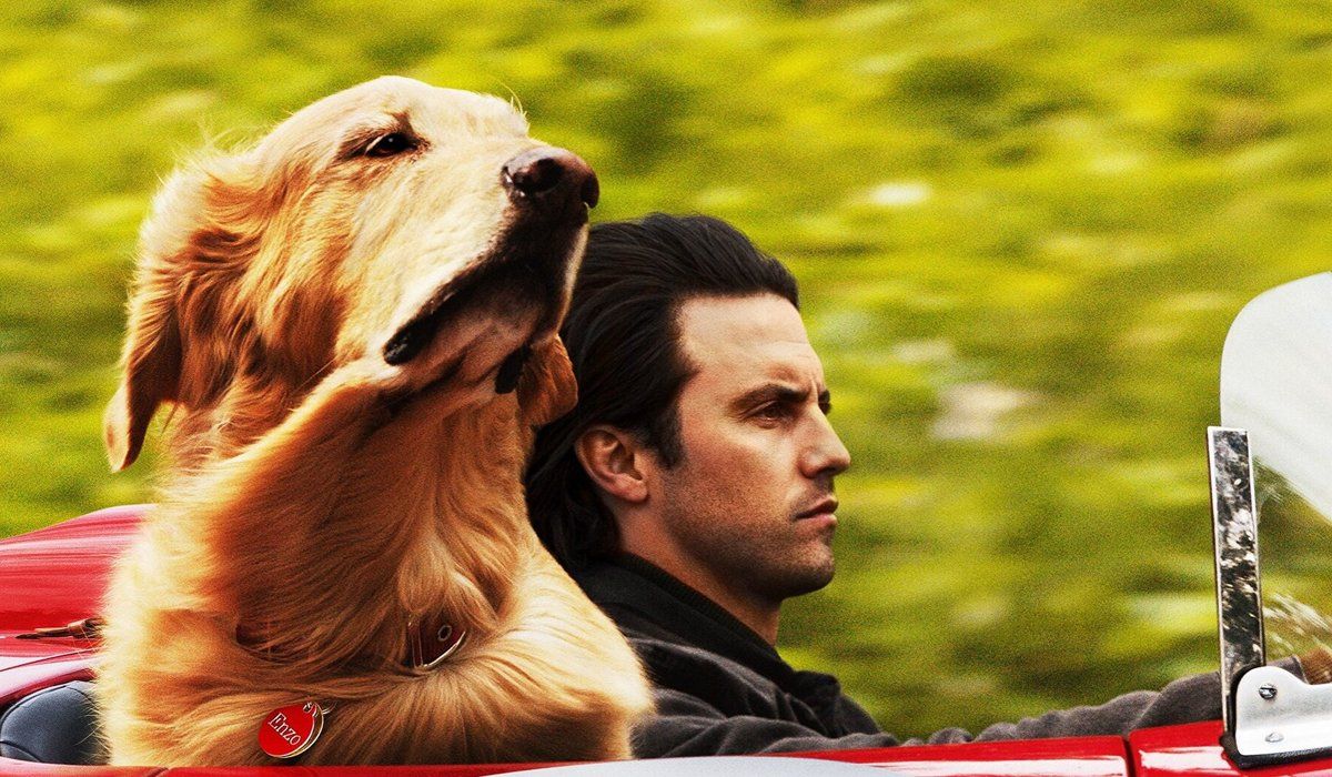 New DVD Releases 2019 All The Latest Movies And TV Shows Cinemablend