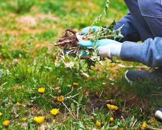 Gardener weeds the lawn